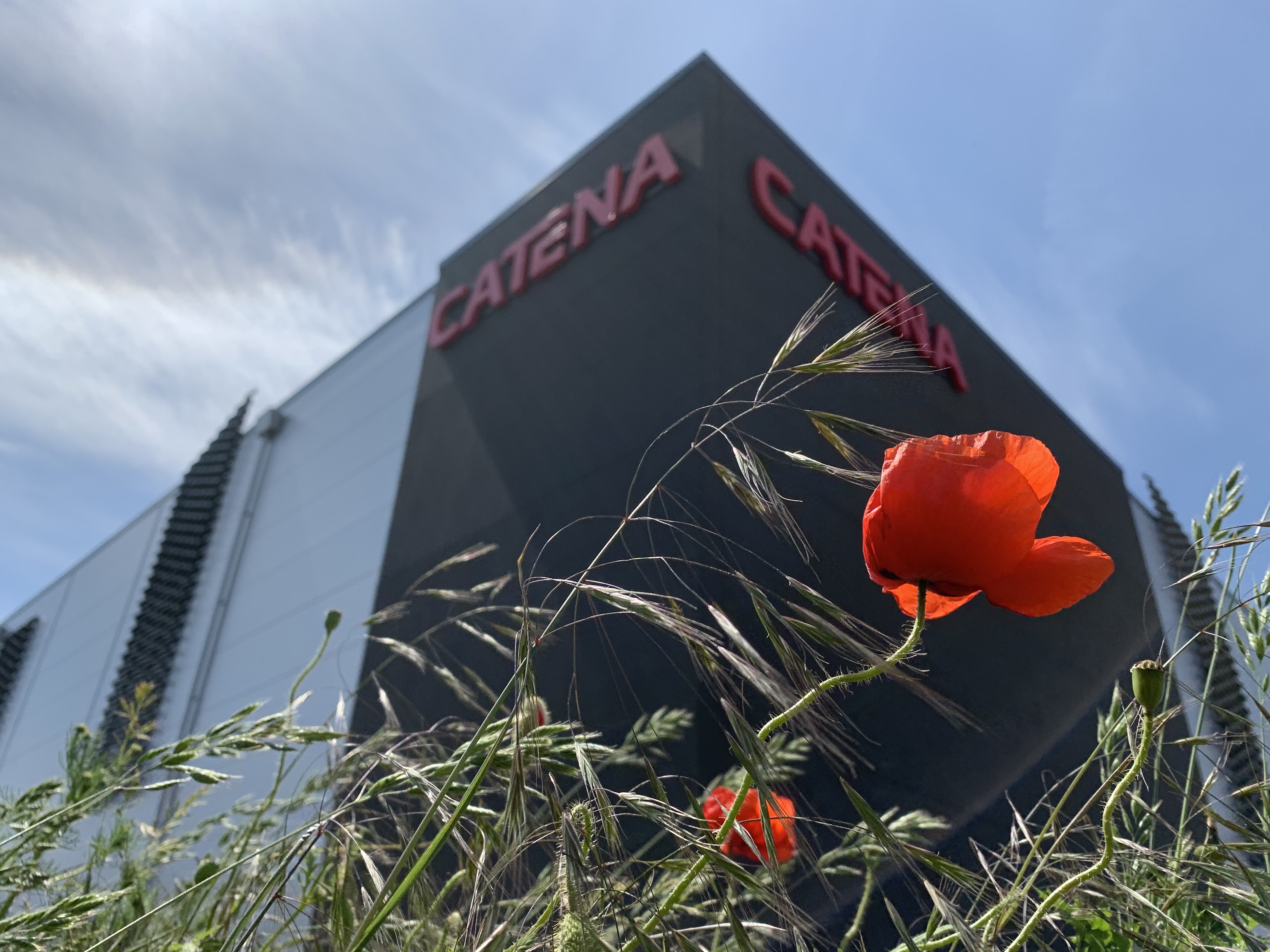 Vallmoblomma växer framför en Catena fastighet.